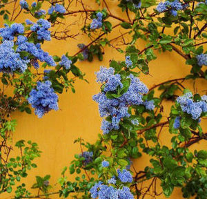 Meet your Posher, Nyshu